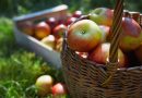 Vælg det rigtige æbletræ til din have